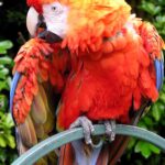 Parrot.red_.macaw_.1.arp_.750pix.jpg